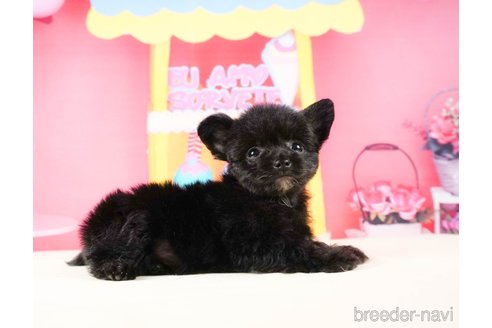 成約済の静岡県のチワプー:チワワ×トイプードル-316905の4枚目